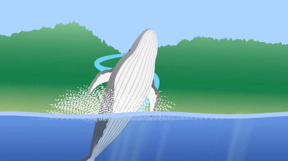 whales_video