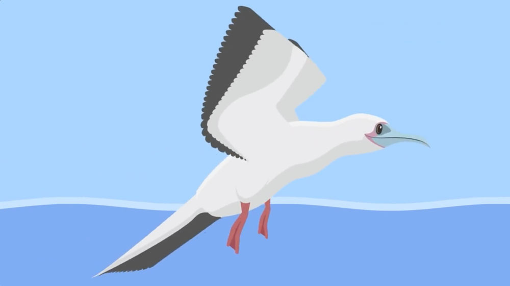 birds_video